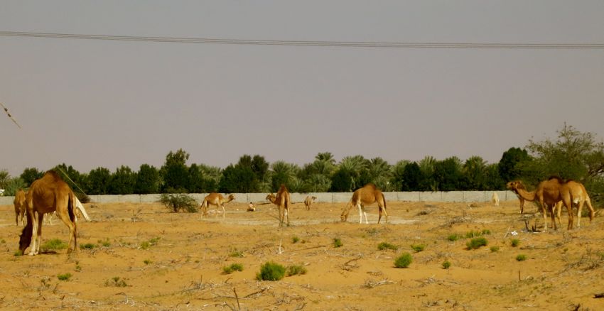 along the abu dhabi - al ain road (2014